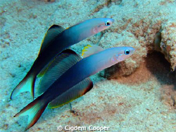 Blackfin dartfish (Ptereleotris evides)
(Fuji f50 and Fa... by Cigdem Cooper 